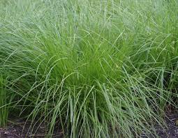 Cognate with dutch zegge and german segge, dialectal german saher (reeds). Brown Fox Sedge Grow Native