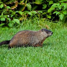 Does it boost magnesium levels? The Best Ways To Rid Your Yard Of Groundhogs