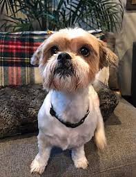 We are also in close contact with other breeders, visit breeding shows from time to time and keep up to date with the latest developments in feeding, health and care. Philadelphia Pa Shih Tzu Meet Diamond A Pet For Adoption