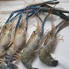 Boleh ke memancing udang galah ketika air besar? Harga Udang Galah Murah Dan Terbaru Juni 2021 Bukalapak