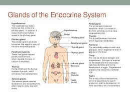 Endocrine Gland Chart Chart3 Endocrine Hormones