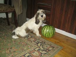 Image result for malý vendéeský hrubosrstý honič