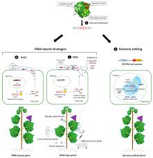 Biotechnological approaches in mulberry.psd.pdf (p.1). Ijms Free Full Text Biotechnological Approaches Gene Overexpression Gene Silencing And Genome Editing To Control Fungal And Oomycete Diseases In Grapevine Html