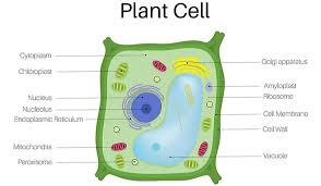Maybe you would like to learn more about one of these? What Are The Differences Between Plant Cells And Animal Cells Worldatlas