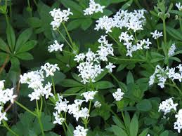 Image result for Maerua buxifolia