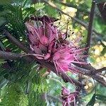 Image result for Schotia afra