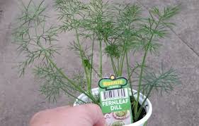 Maybe you would like to learn more about one of these? How To Grow Dill In Containers Step By Step New Life On A Homestead