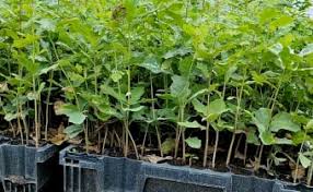 Image result for Trichoneura schlechteri