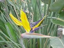 Strelitzia Reginae Birds Of Paradise Flower Birds Of Paradise Plants