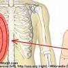 The rib cage is the part of the axial skeleton that protects the vital organs within the thoracic (chest) cavity and the upper part of the abdominal cavity. 1