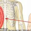 These rib muscles automatically get worked when you do bench presses, push ups and dips, but a perform dumbbell pullovers to work the muscles along your rib cage. 1