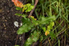 Image result for Pappea capensis