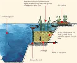 Home Dig This Design Swimming Pool Pond Swimming Pond Natural Swimming Ponds