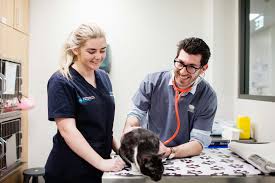 Greylock animal hospital north adams, ma. North Shore Veterinary Hospital Crows Nest Artarmon St Leonards