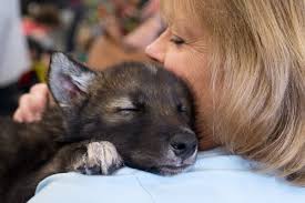 If you are interested in owning a wolf, do not get one from the wild. Event Educates On Intricacies Of Wolfdogs Dubois County Herald