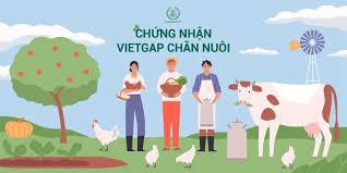Chứng nhận VietGap trong chăn nuôi