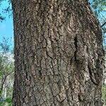 Image result for Schinopsis