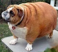 Pin On Fat Bulldogs