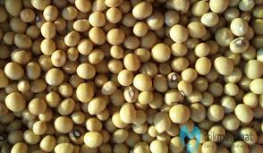 Check spelling or type a new query. Budidaya Kacang Bogor Dari Benih Hingga Tumbuh Subur Trikmerawat Com