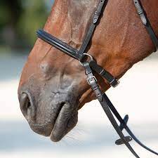 We did not find results for: Special Bridles Bitless Bridle Kieffer Ultrasoft Kendra Kieffer En