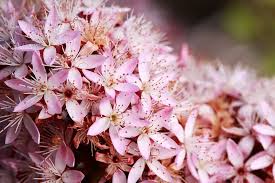 Image result for Tetragonia calycina