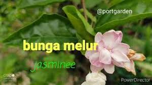 Bunga melati adalah salah satu tanaman yang tergolong ke dalam perdu (kelompok pohon yang mempunyai tinggi di bawah 6 meter). Bunga Melur Jasmine Disukai Kerna Harumnya Menusuk Kalbu Youtube