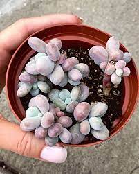 Pin On Succulent Propagation