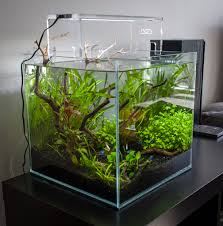 Ada Square Tank Square Fish Tank Fish Tank Themes Betta Fish Tank