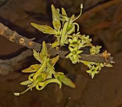 Image result for Vangueriopsis lanciflora