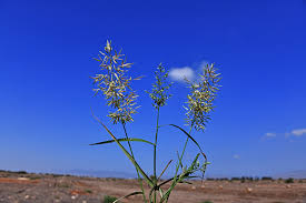 Image result for Eragrostis cilianensis
