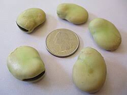 Image result for Vicia faba