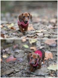 Of royersford, pa *wanting a black/tan smooth female. Pin On Wags Whiskers