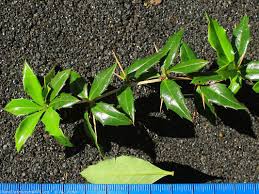 Image result for Berberis verruculosa