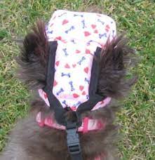 Photo Gallery Customer Bumper Hat Headgear Protective Padded Headgear For Special Needs Pets Specialty Padded Headgear Headgear Bumpers Photo Galleries