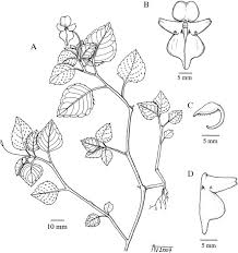 Image result for Impatiens sylvicola