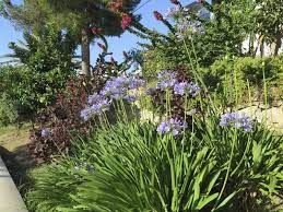 Companion Planting With Agapanthus Good Companion Plants For Agapanthus Companion Planting Plants Agapanthus