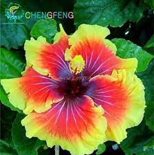 On Sale 200pcs Hibiscus Seeds 24kinds Hibiscus Rosa Sinensis Flower Seeds Hibiscus Tree Seeds For Flower Pott Unusual Flowers Beautiful Flowers Flower Seeds