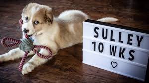 Though dna testing has become more readily available, it is still met with much skepticism on its accuracy. Sulley S First Year Great Pyrenees Australian Shepherd Mix Youtube