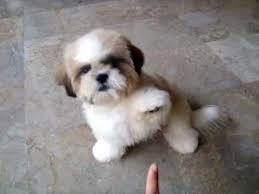 View maltese shih tzu puppies pictures and read stories about real maltese shih tzu puppy dogs. Shih Tzu Puppy 5months Old In Bali Shihtzu Time