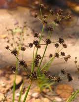 Image result for Sesamum parviflorum