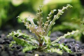 Image result for Pogostemon rogersii