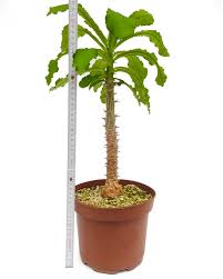 Image result for Monadenium friesii