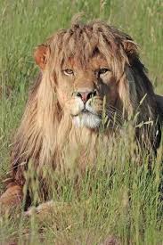Lion With A Very Cute Hairstyle Looking Like The Hippy Dude Photo Animaux Animaux Sauvages Animaux Afrique