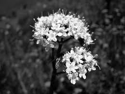 Image result for Valeriana capensis