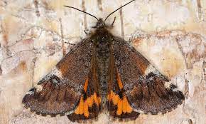 Belonging to the polychrotidae family and the anolis genus, it has also been introduced in many us states. Orange Underwing