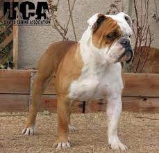 Find a olde english bulldog on gumtree, the #1 site for dogs & puppies for sale classifieds ads in the uk. Past Vs Present Olde English Bulldog And English Bulldog Dogs Amino