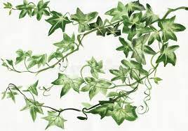 Ivy Leaves Watercolor Painting Of Green Ivy Branches And Leaves On White Vector Illustration Plant Sketches Purple Painting Watercolor Paintings