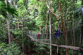 At 45m up, it affords a stunning view of the rainforest and costs just 5rm to use. Canopy Walk In Taman Negara Travel Food Lifestyle Blog