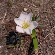 Image result for Zephyranthes minuta