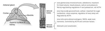 Permanent Adrenal Insufficiency Effects On Longevity And Quality Of Life Csrf Cushing S Support Research Foundation